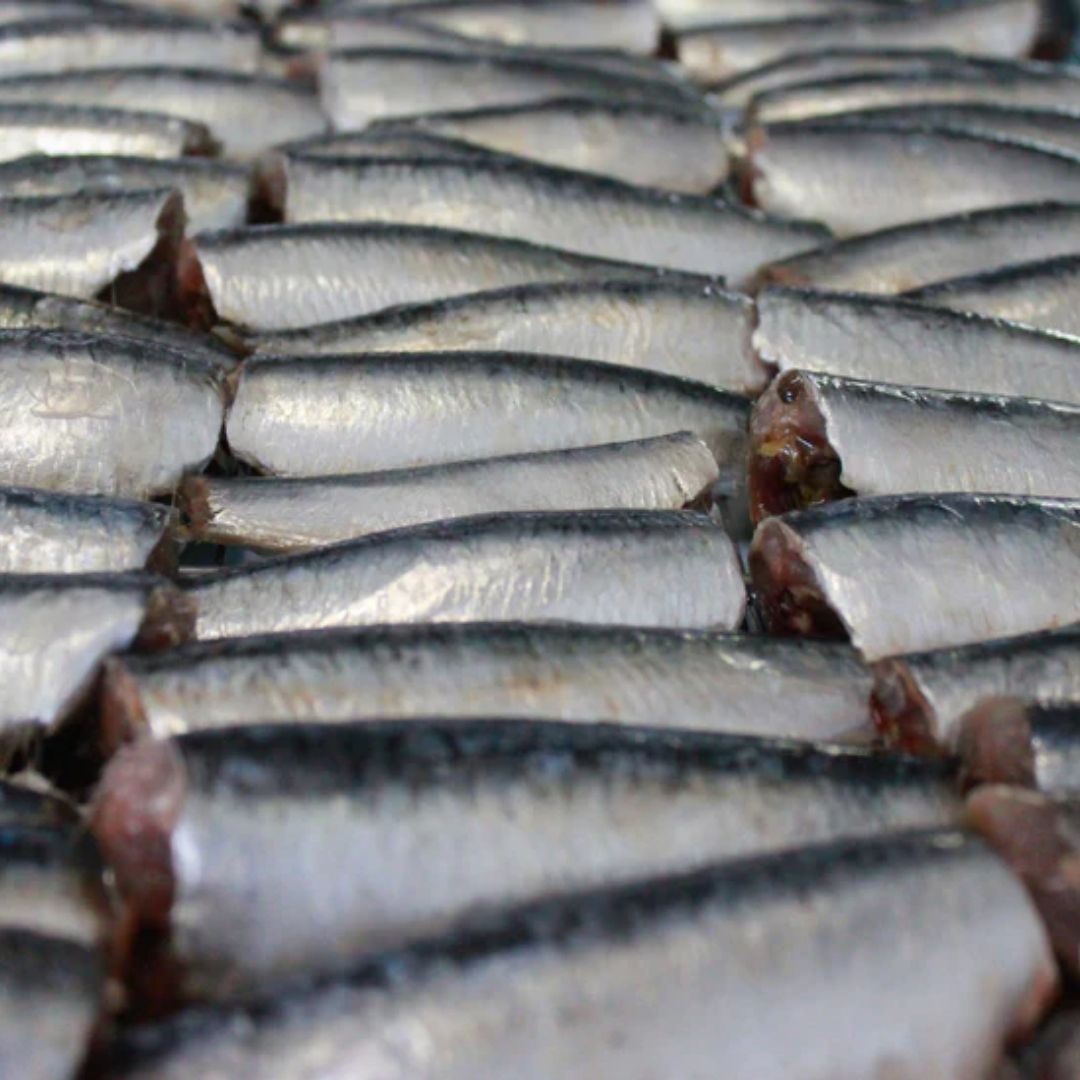 BIO-Sardinen in nativem Olivenöl